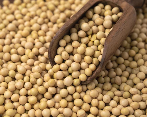 Soybean